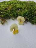 Clous Pensée Jaune – Bijou Champêtre Minimaliste