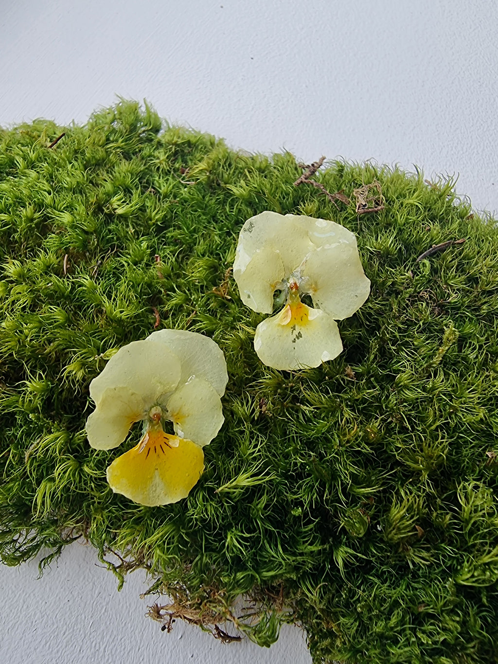 Clous Pensée Jaune – Bijou Champêtre Minimaliste